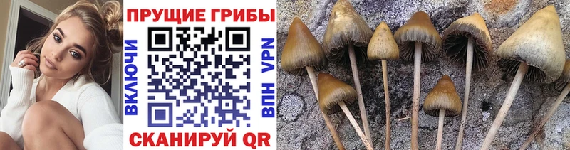 Купить где  Златоуст  Псилоцибиновые грибы Magic Shrooms 